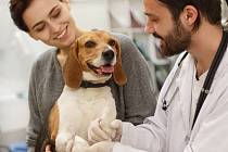 Pes u veterináře - Ilustrační foto