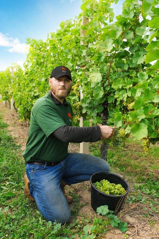 Tomáš Šupa při vinobraní na viniční trati Hejdy, Nenkovice – Vinařství Neoklas Šardice