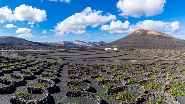 Každý z kanárských ostrovů je krásný jiným způsobem. Lanzarote z velké části pokrývá sopečná půda, v níž zdejší lidé odedávna pěstují sladké voňavé víno.