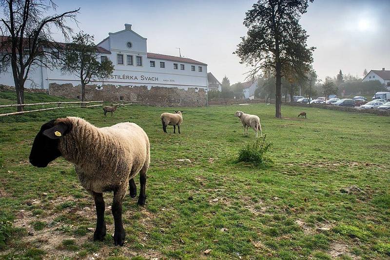 Okolí hotelu Svachovka