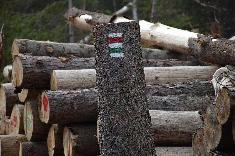 Těžba dřeva kvůli kůrovci pod Sedlem na Litoměřicku