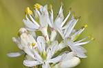 Rostlinu s názvem Triantha occidentalis věda zná již od 19. století. Nyní se ukázalo, že je tato severoamerická květina masožravkou.