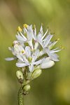 Rostlinu s názvem Triantha occidentalis věda zná již od 19. století. Nyní se ukázalo, že je tato severoamerická květina masožravkou.