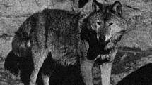 Vlčice Lota, samice vlka eurasijského