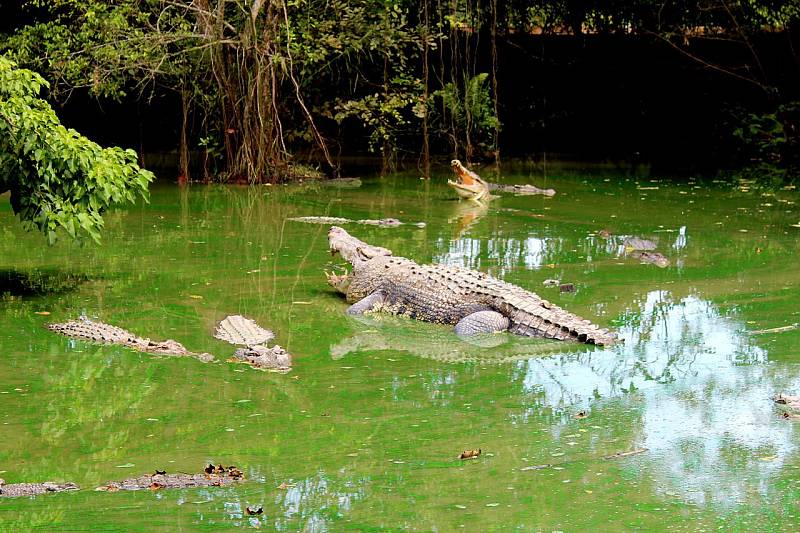 Krokodýl - Ilustrační foto