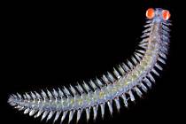 Unikátní mořský červ objevený u ostrova nedaleko italské Neapole.