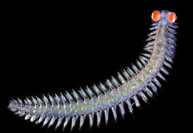 Unikátní mořský červ objevený u ostrova nedaleko italské Neapole.