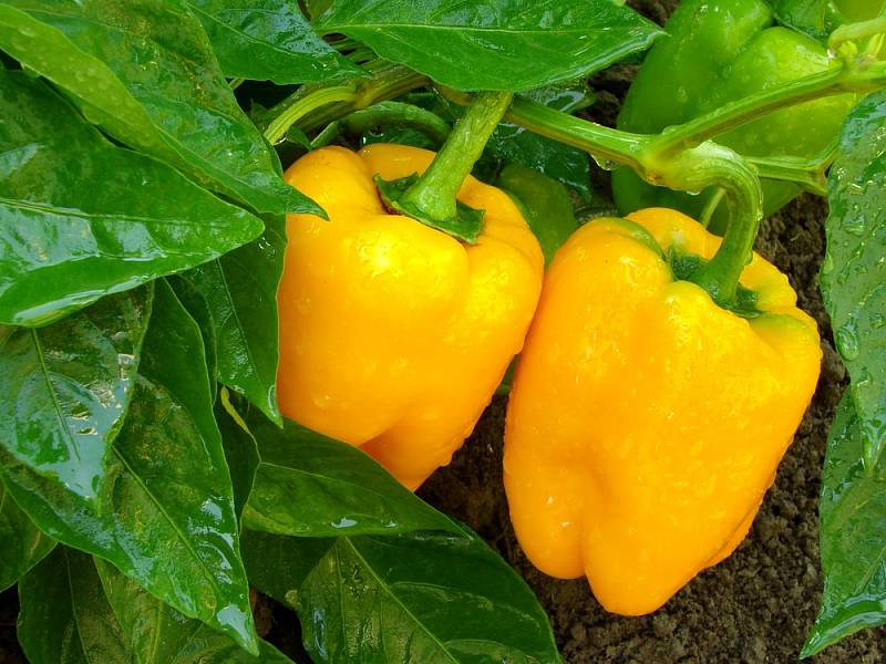 Podle odborníků oslovených Deníkem cena zeleniny dlouhodobě setrvale stoupá. Uklidňují však, že s příchodem sezony by paprika mohla opět zlevnit.  