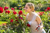 Aby růže krásně kvetly, musíte jim na jaře věnovat péči. Nezapomínejte na řez a přihnojování.