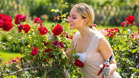 Aby růže krásně kvetly, musíte jim na jaře věnovat péči. Nezapomínejte na řez a přihnojování.