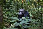 Vědci zjistili, že šimpanze a gorily pojí ve volné přírodě „přátelské“ pouto. Na fotografii je šimpanz 