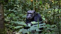 Vědci zjistili, že šimpanze a gorily pojí ve volné přírodě „přátelské“ pouto. Na fotografii je šimpanz 