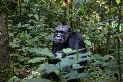 Vědci zjistili, že se šimpanzi s gorilami přátelí. Hlavně kvůli potravy.