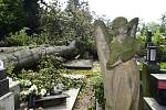Desítky hrobů na prostějovském hřbitově poničily dva mohutné buky vyvrácené z kořenů při bouři, která se přehnala 1. července 2019 nad střední Moravou. Snímek je z 2. července