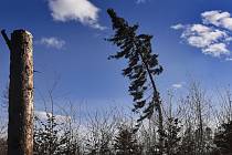Silný nárazový vítr komplikoval 19. února 2022 na Vysočině kvůli značnému množství vyvrácených nebo zlomených stromů dopravu.  Na snímku je strom ohnutý při silném poryvu větru nedaleko Třeště na Jihlavsku.