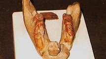 Fosílie rodu Dryopithecus. Ilustrační snímek