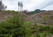 Holina po kůrovcové těžbě z předchozích let (uprostřed), zelené mladé smrčky (vpředu) a kůrovcem napadený les (vzadu) v Pravčickém dole v Národním parku České Švýcarsko na snímku ze 7. srpna 2019