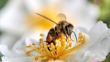 Včelaření jako hobby je u nás na vzestupu