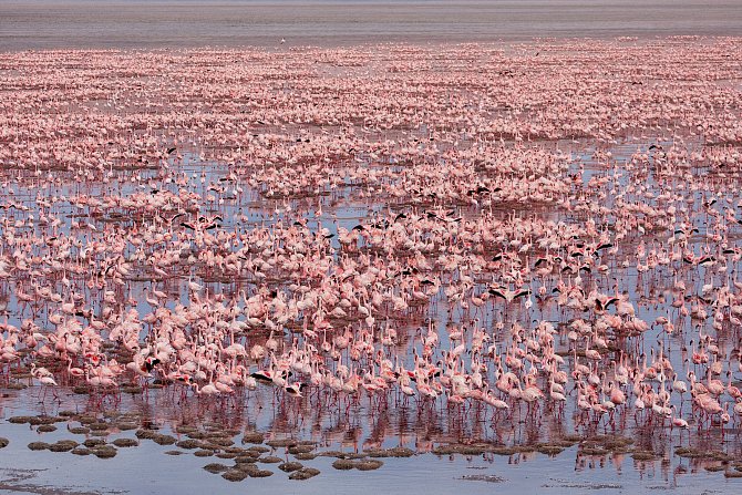 U jezera Natron v Tanzanii hnízdí víc než 2,5 milionu plameňáků malých.