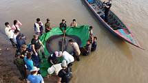 Kambodžští vesničané na řece Mekong ulovili rejnoka vážícího zhruba tři sta kilogramů. Na břeh ho muselo vytáhnout tucet mužů
