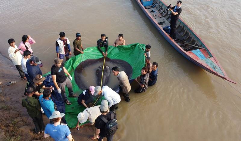 Kambodžští vesničané na řece Mekong ulovili rejnoka vážícího zhruba tři sta kilogramů. Na břeh ho muselo vytáhnout tucet mužů