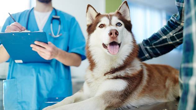 Pes u veterináře. Ilustrační snímek