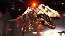 Mezi teropody, tedy tříprsté masožravé dinosaury, patřil i slavný tyranosaurus Rex.