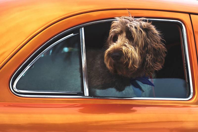 Pes v autě. Ilustrační snímek