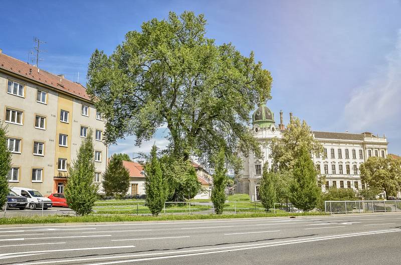 Jilm u gymnázia (Poslední mohykán). Vyškov