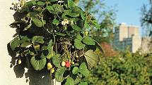 V květináči i truhlíku se bude dařit také jahodám, v závěsných nádobách můžete pěstovat převislé odrůdy.