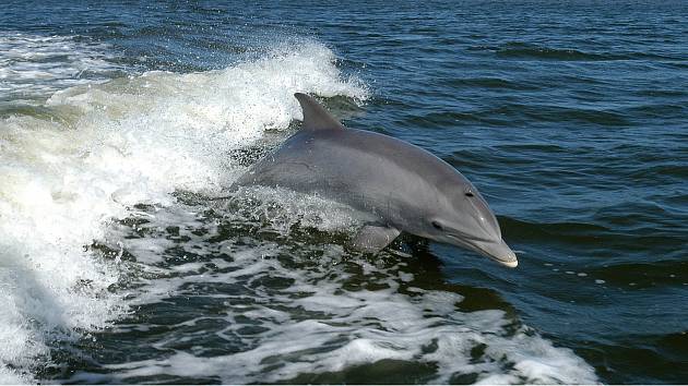 Delfín. Ilustrační snímek