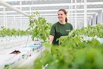 Společnost Farma Bezdínek začala pěstovat rajčata a okurky ve svých nových sklenících v Dolní Lutyni na Karvinsku. První vypěstované okurky se na pulty obchodů dostanou na přelomu roku.