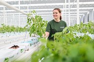 Společnost Farma Bezdínek začala pěstovat rajčata a okurky ve svých nových sklenících v Dolní Lutyni na Karvinsku. První vypěstované okurky se na pulty obchodů dostanou na přelomu roku.