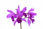 Orchideje nesnášejí tvrdou vodu, takže dešťovka je pro ně ideální. Pokud nemáte dešťovku, vodu jim převařte.