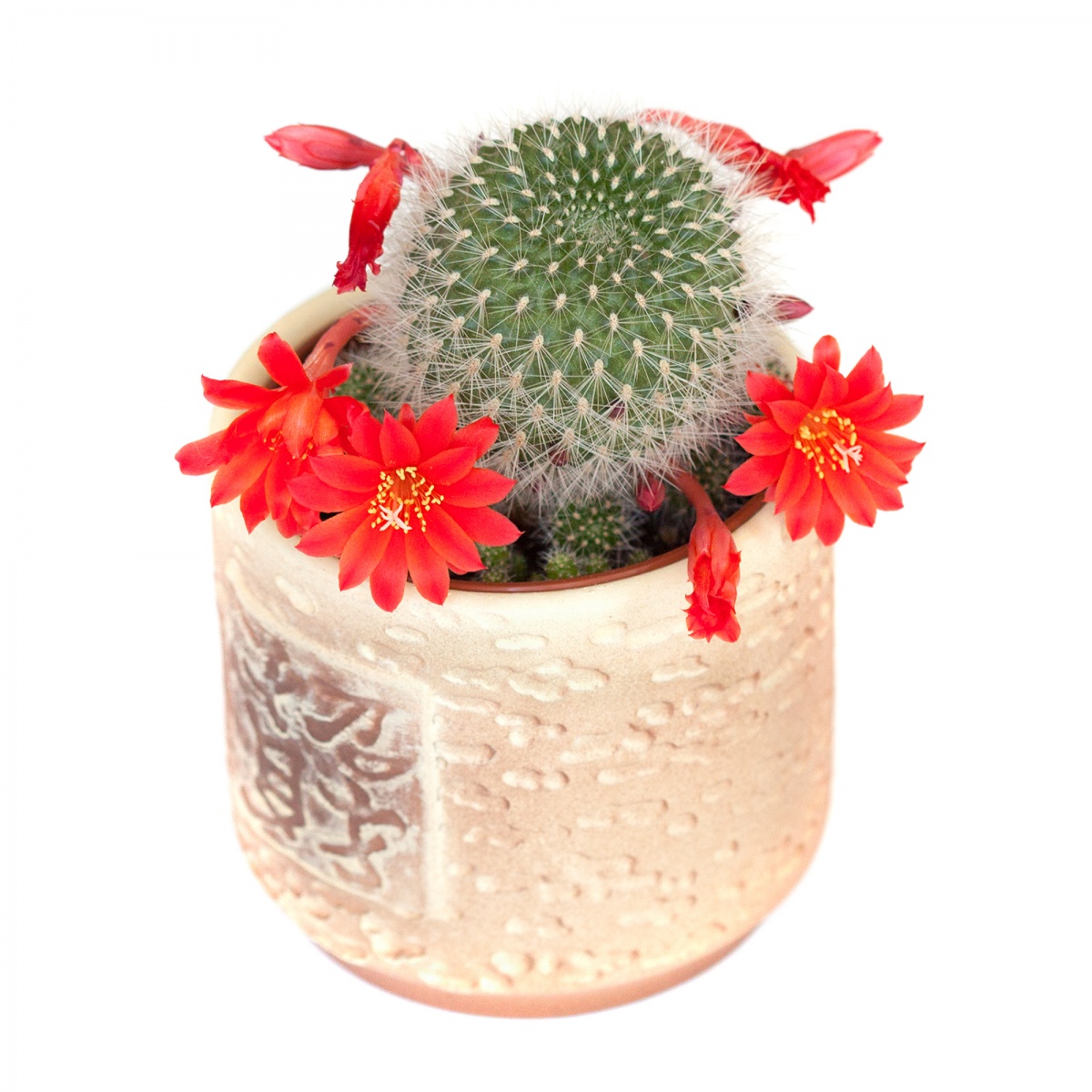 Kaktusy jsou nenáročné a vděčné rostliny. Přesto je nutné dodržet některé  zásady - Šumperský a jesenický deník