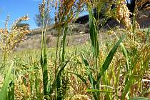 Proso seté (Panicum miliaceum)