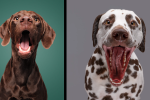 Fotografka psů Elke Vogelsang ví, jak ze psů dostat nejlepší grimasy