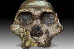 Paní „Plesová“ z rodu Australopithecus africanus, čelní pohled. Nález lebky pochází z jeskyně Sterkfontein v Jižní Africe