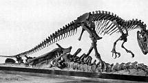 Mezi teropody, tedy tříprsté masožravé dinosaury, patřil i Allosaurus.