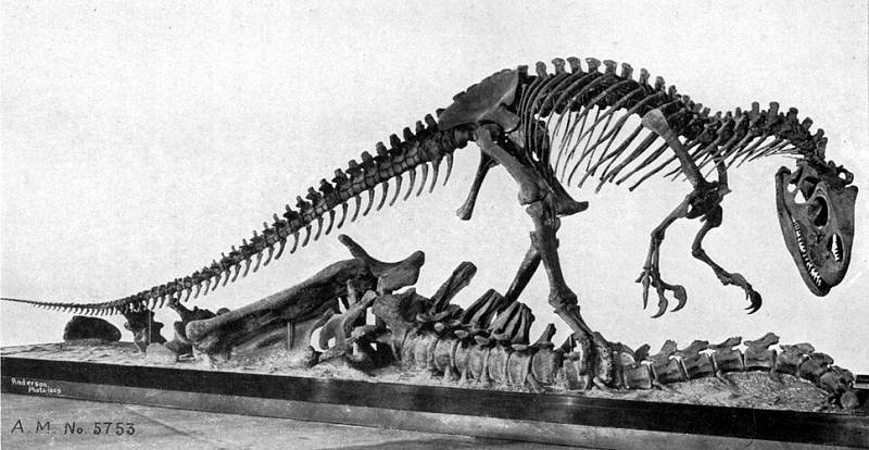 Mezi teropody, tedy tříprsté masožravé dinosaury, patřil i Allosaurus.