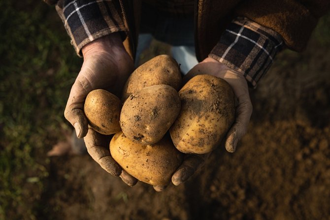 Háďátko kolumbijské, které našli inspektoři Ústředního kontrolního a zkušebního ústavu zemědělského, je pro brambory velmi nebezpečné. 