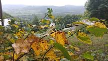 Vlivem sucha začaly stromy předčasně shazovat listí. Foceno ve Vizovicích dne 22. srpna 2022