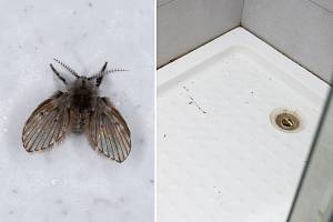 Odpadní neboli koupelnové mušky patří mezi odolný hmyz, na který jsou běžné insekticidy krátké.