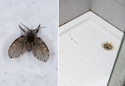 Odpadní neboli koupelnové mušky patří mezi odolný hmyz, na který jsou běžné insekticidy krátké.