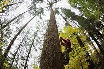 Nejvyšší strom Česka roste zřejmě ve Vlastiboři na Jablonecku. Podle měření z 22. října má nejvyšší douglaska tisolistá rostoucí ve tříhektarovém lese 64,1 metru.