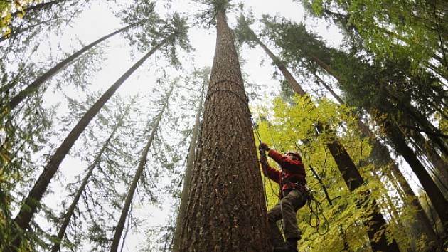 Nejvyšší strom Česka roste zřejmě ve Vlastiboři na Jablonecku. Podle měření z 22. října má nejvyšší douglaska tisolistá rostoucí ve tříhektarovém lese 64,1 metru.