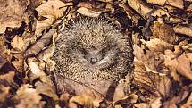 Samečci ježků se k zimnímu spánku ukládají dříve než samičky