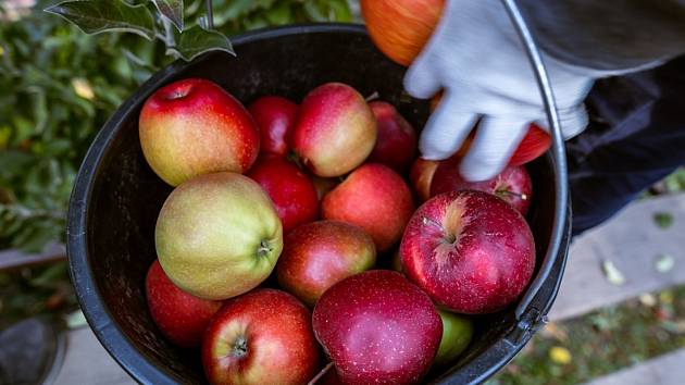 Každé jablko je potřeba utrhnout se stopkou. Pokud sbíráte pouze samotný plod, je chybějící stopka vstupní bránou pro plísně.