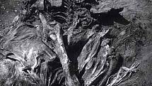 Exhumace obětí srebrenického masakru v roce 1996