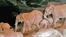 Jeskyni Kitum se někdy přezdívá „Elephant cave“, tedy sloní jeskyně. Sloni i se slůňaty sem přicházejí zejména pro sůl získávanou ze stěn skal